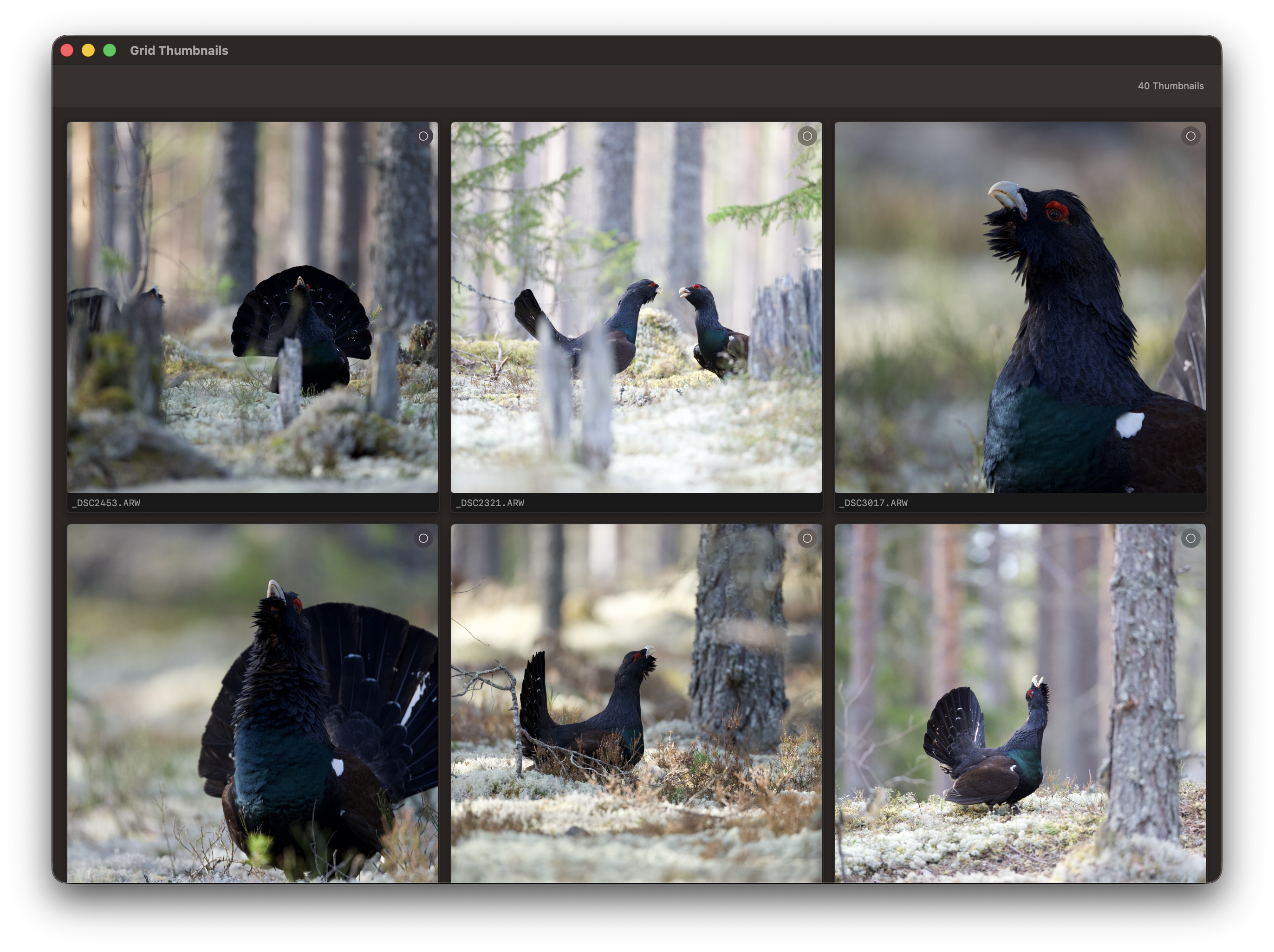 RawCull library after scanning